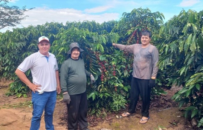 Produção de café em Nova Bandeirantes-MT
